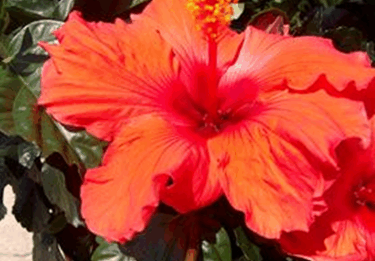 The two-spot cotton leafhopper, a fast-spreading pest, threatens hibiscus and other ornamental plants.
