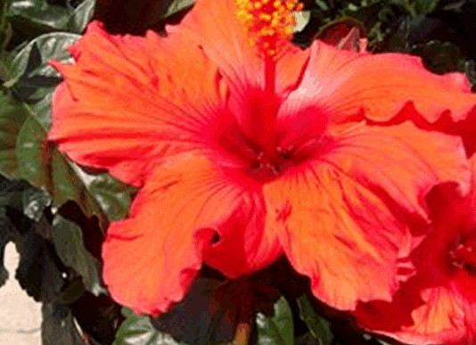 The two-spot cotton leafhopper, a fast-spreading pest, threatens hibiscus and other ornamental plants.