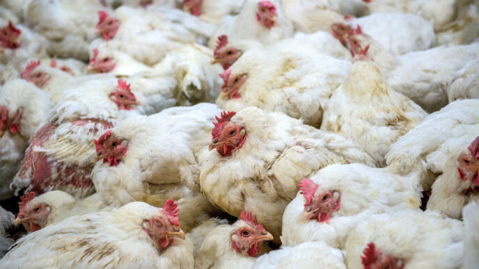 White chickens crowded together.