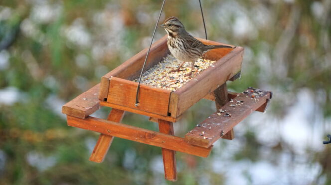 A pine siskin, a brown bird in the finch family, stands in a platform feeder that looks like a picnic table and benches to eat seed in the winter.