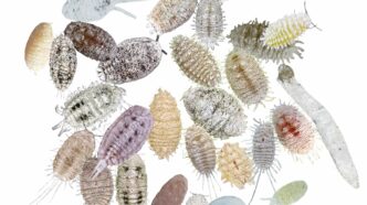 Across the country, invasive species are costing taxpayers and industries billions of dollars each year.