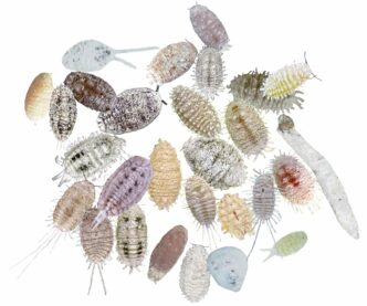 Across the country, invasive species are costing taxpayers and industries billions of dollars each year.