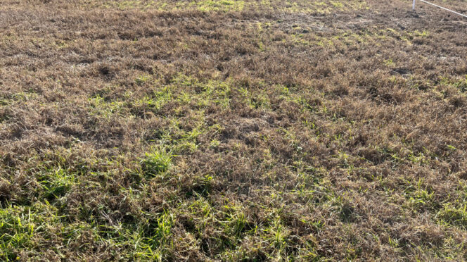 Cool-season forages in an overseeded bermudagrass stand in Blackville, South Carolina show signs of cold injury.