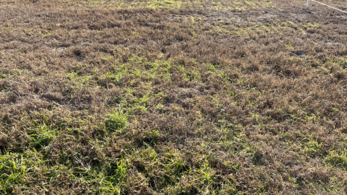 Cool-season forages in an overseeded bermudagrass stand in Blackville, South Carolina show signs of cold injury.