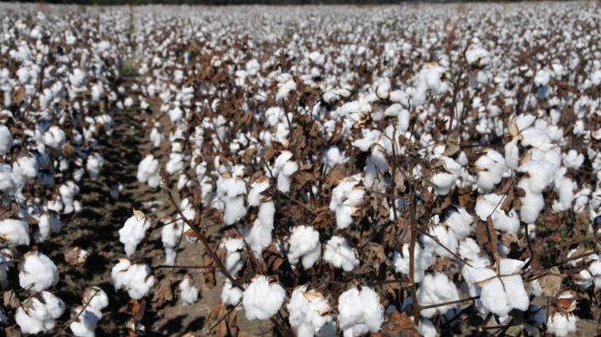 Participants in the annual South Carolina Cotton Growers' Meeting will learn about emerging pest threats, market conditions and new cotton varieties.