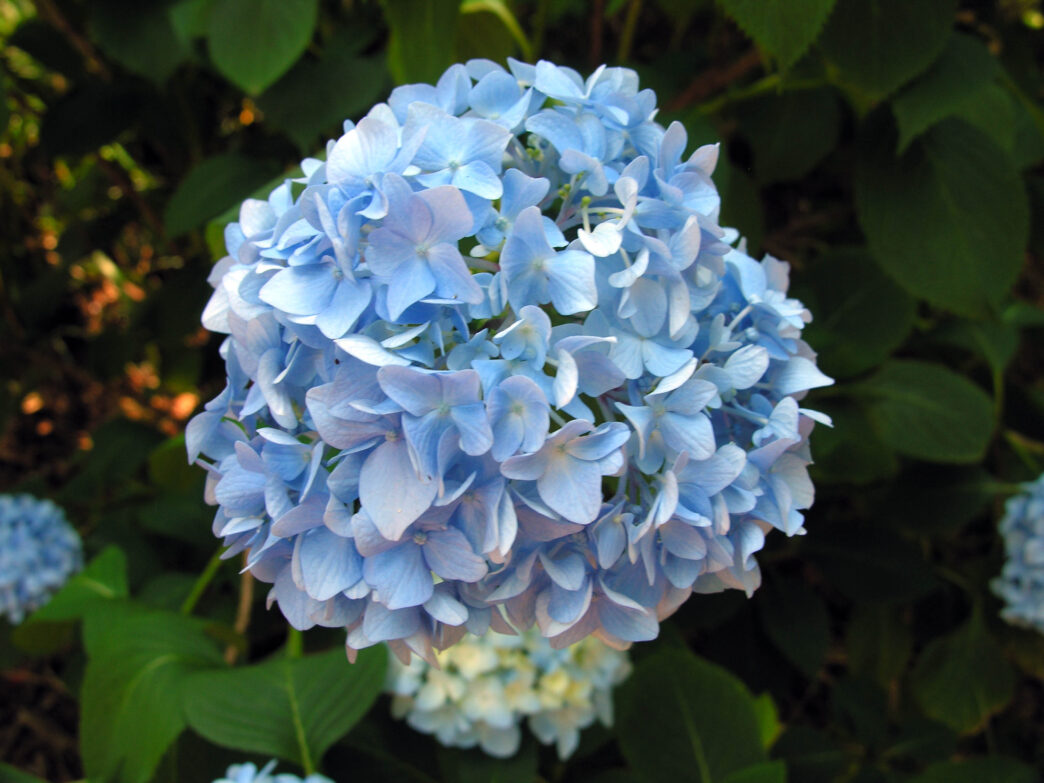 Gardeners of all experience levels can learn plant care, proper pruning methods, pest management and selecting the right hydrangea cultivars for different landscapes during a Clemson Extension webinar on Feb. 18.