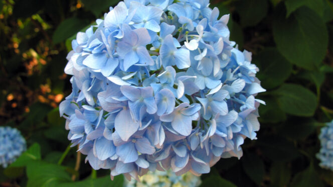 Gardeners of all experience levels can learn plant care, proper pruning methods, pest management and selecting the right hydrangea cultivars for different landscapes during a Clemson Extension webinar on Feb. 18.