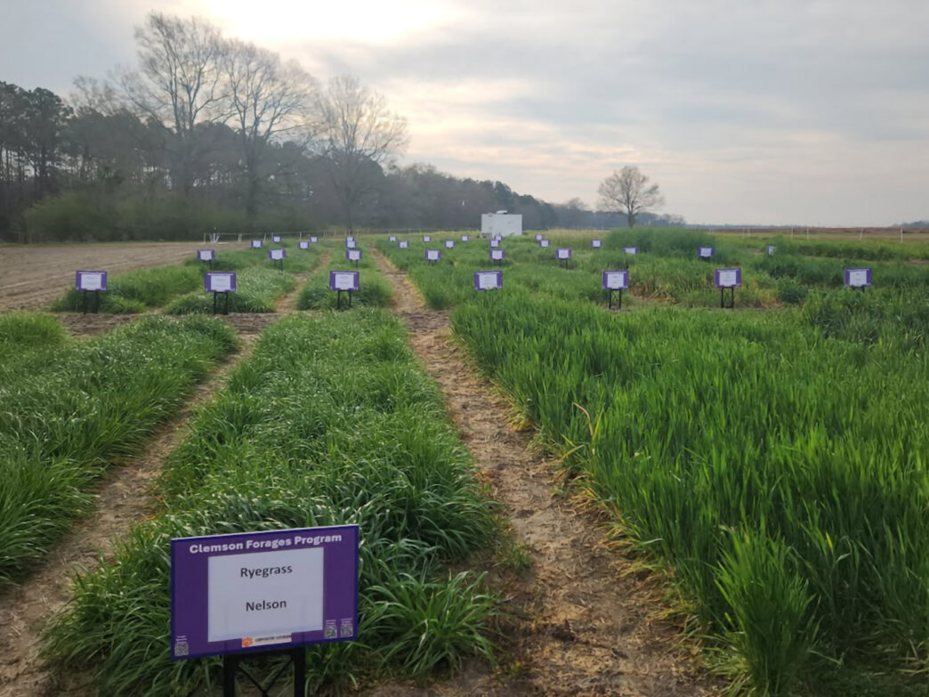 The Southern Pasture and Forage Crop Improvement Conference will give participants opportunities to connect with industry representatives and explore the latest technologies and innovations in forage systems.