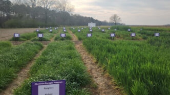 The Southern Pasture and Forage Crop Improvement Conference will give participants opportunities to connect with industry representatives and explore the latest technologies and innovations in forage systems.
