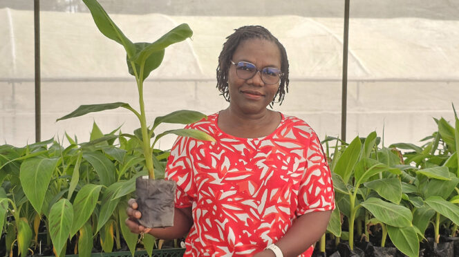 Delphine Amah, a scientist leading IITA’s PROSSIVA program and a plantain breeder, currently leads innovative research aiming to deliver pragmatic, sustainable, scalable solutions to seed system bottlenecks for vegetatively propagated crops (banana/plantain, cassava, sweet potato and yam.