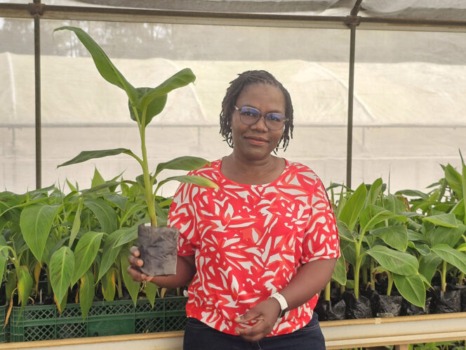 Delphine Amah, a scientist leading IITA’s PROSSIVA program and a plantain breeder, currently leads innovative research aiming to deliver pragmatic, sustainable, scalable solutions to seed system bottlenecks for vegetatively propagated crops (banana/plantain, cassava, sweet potato and yam.