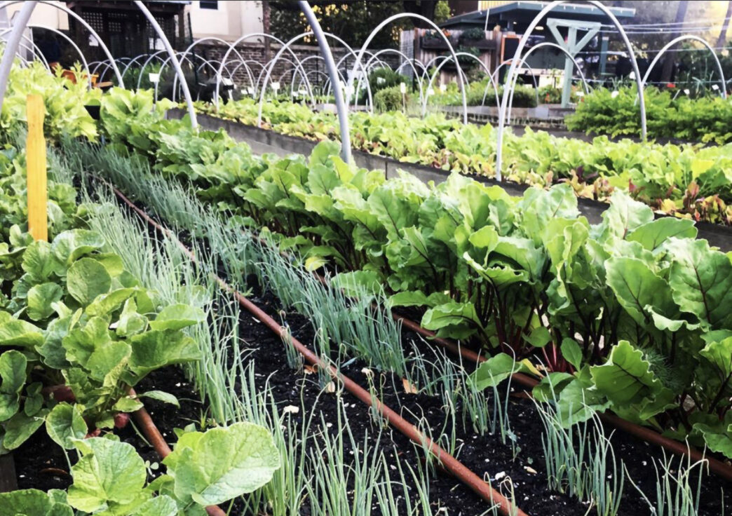 Clemson Extension is offering a new online course designed to teach participants about raised‑bed and in‑ground gardening, seasonal vegetable production, herb care, small‑fruit management, tree‑fruit basics and sustainable, research‑based practices suited to South Carolina’s varied climate zones.