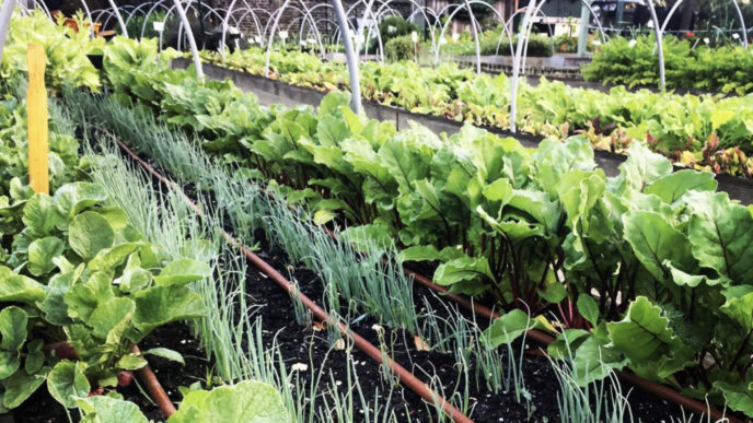 Clemson Extension is offering a new online course designed to teach participants about raised‑bed and in‑ground gardening, seasonal vegetable production, herb care, small‑fruit management, tree‑fruit basics and sustainable, research‑based practices suited to South Carolina’s varied climate zones.