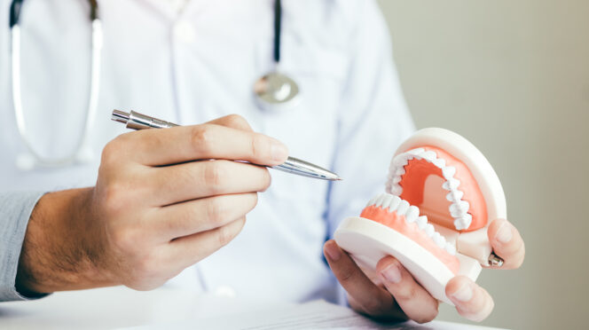 A person in a white lab coat holding a model of a mouth full of teeth.