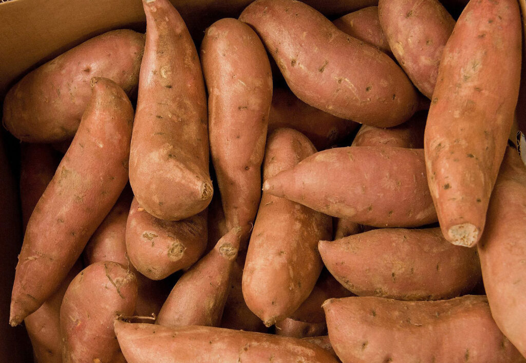 Clemson and PROSSIVA scientists are working to develop a hydroponic propagation system for banan crops in Africa that could be adapted for crops like strawberries and sweet potatoes in South Carolina.