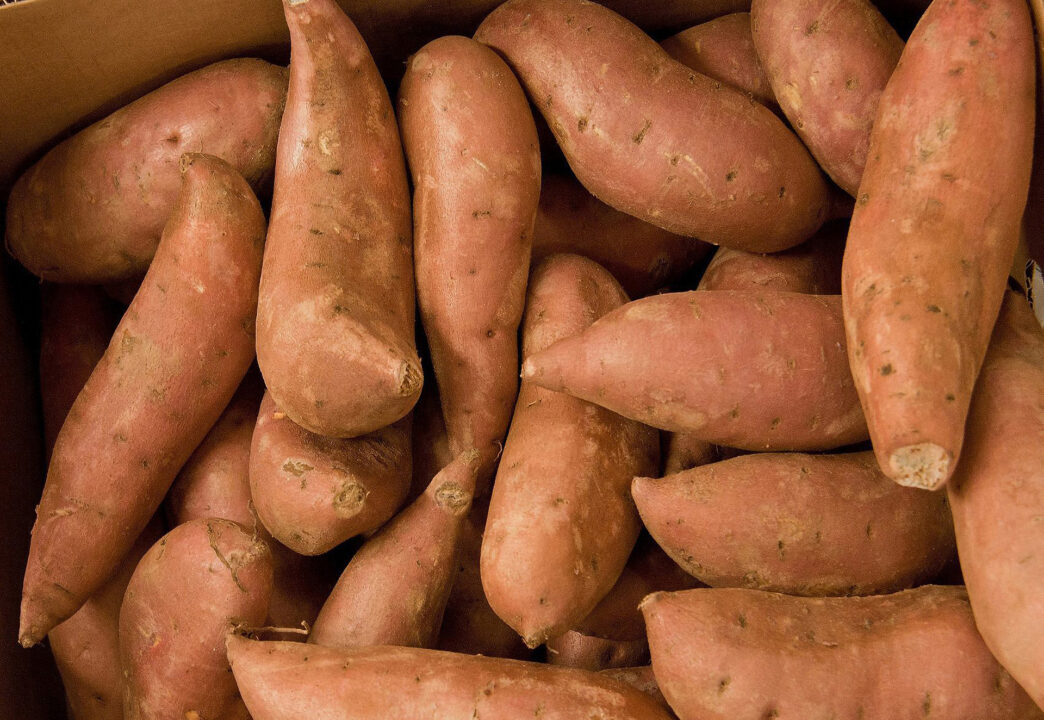 The Clemson Extension Peanut, Cotton, Vegetable and Fruit Field Day offers the latest research information in peanut, sweet potato and fruit varieties tailored for optimal yield and resilience in the Southeast Region.