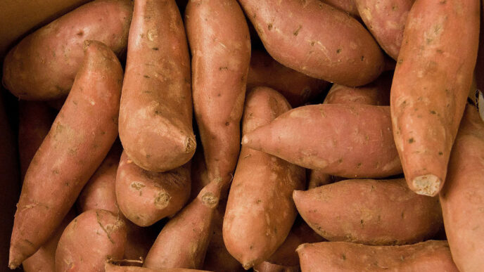 The Clemson Extension Peanut, Cotton, Vegetable and Fruit Field Day offers the latest research information in peanut, sweet potato and fruit varieties tailored for optimal yield and resilience in the Southeast Region.