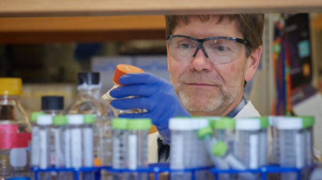 A man wearing glasses and blue gloves picks a bottle off a shelf that has test tubes on it.