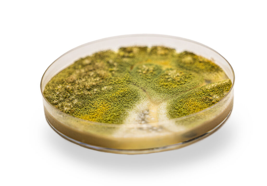 A Petri dish full of aspergillum fumigate mold