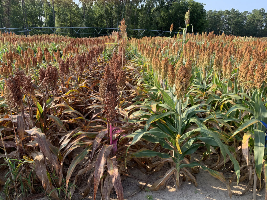Sorghum infected with anthracnose growing at the Pee Dee REC. Plants on the left are an anthracnose-susceptible hybrid. Plants on the right right are a resistant hybrid.