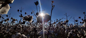 A study by Clemson scientists Bhupinder Farmaha and Shikha Dubey finds that many South Carolina cotton farmers may be applying more nitrogen fertilizer than their fields need, costing growers money and increasing environmental risks.