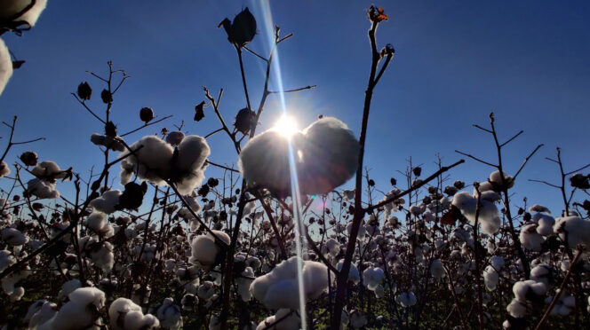 A study by Clemson scientists Bhupinder Farmaha and Shikha Dubey finds that many South Carolina cotton farmers may be applying more nitrogen fertilizer than their fields need.