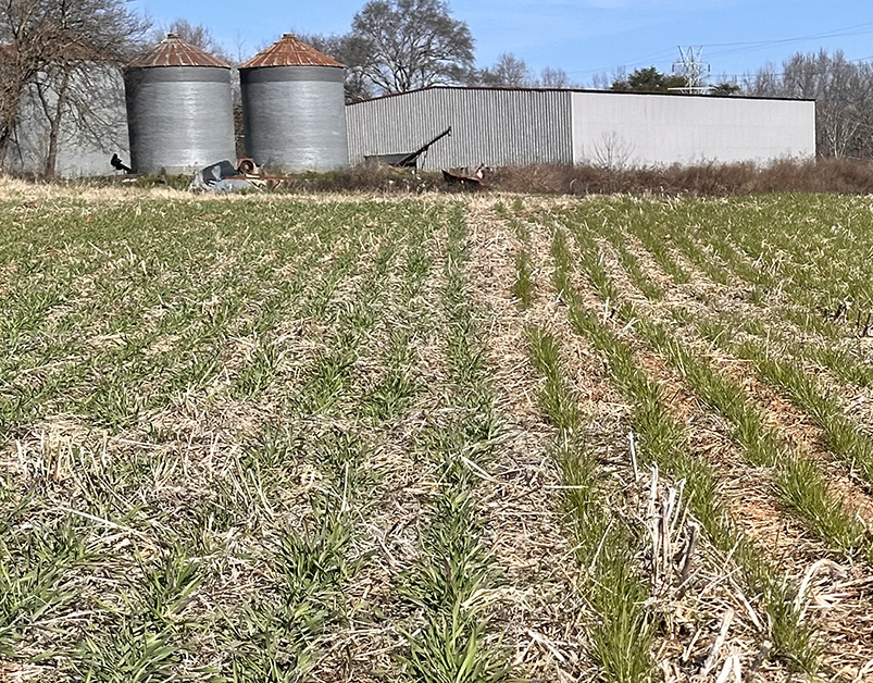 Learn about Clemson University research on cover crops and soil health during a Cover Crop Field Day on March 24 in Campobello.