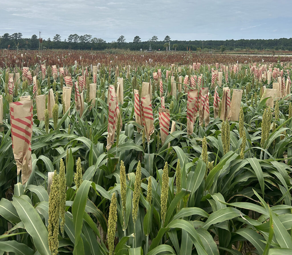 Shot in the Clemson University population development nursery at the Pee Dee REC, this image shows plants that have been cross-pollinated to create new breeding populations for future testing and selection.