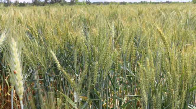 Researchers from across the Southeast will gather at the Clemson Pee Dee REC April 20-21 for the combined Eastern Wheat Workers and Southern Small Grain Workers Conference and the annual Clemson University Small Grains Field Day.