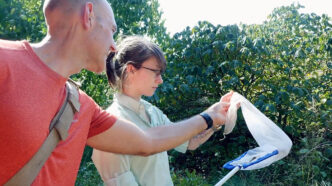 A man wearing an orange t-shirt helps a woman wearing glasses with a butterfly net outside near a bush