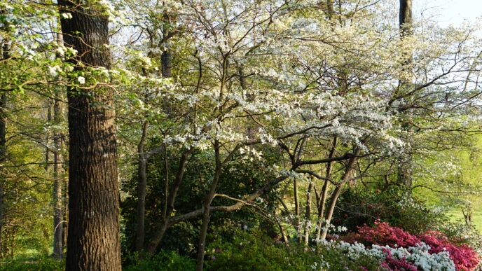 dogwoods and azaleas bll