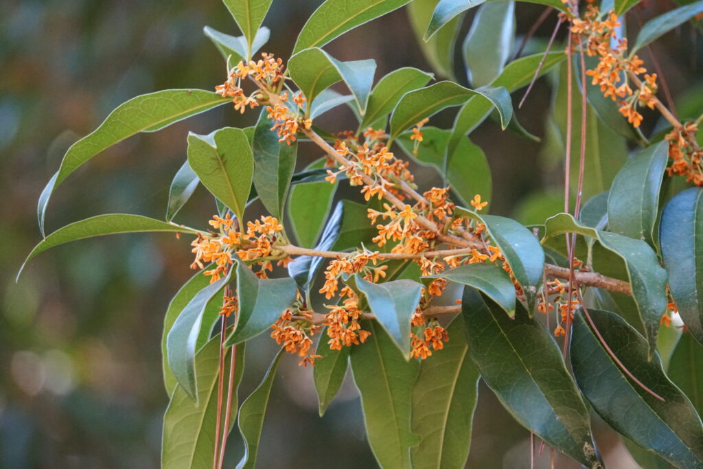 Orange Tea Olive flowers