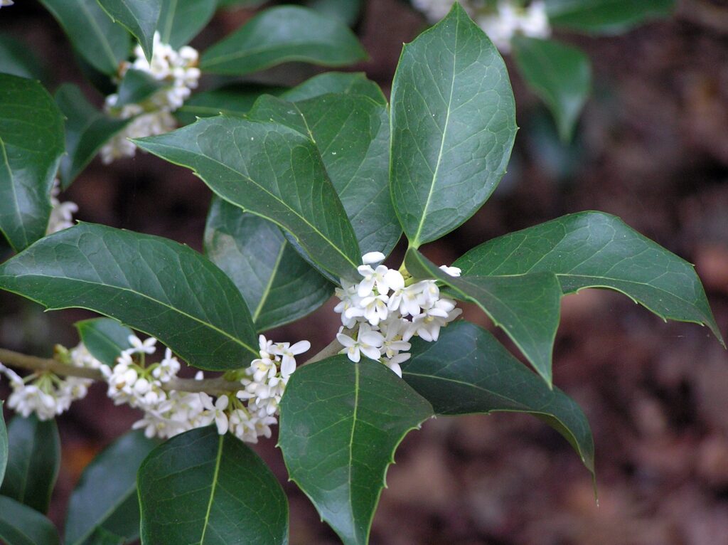 tiny white tea olive flowers