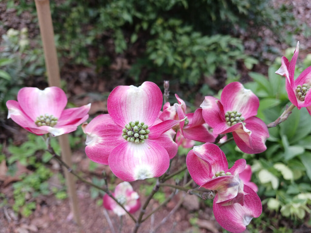 Red Pigmy dogwood flowers
