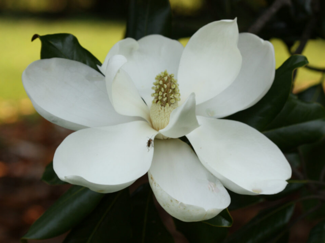 Magnolia Southern magnolia flower