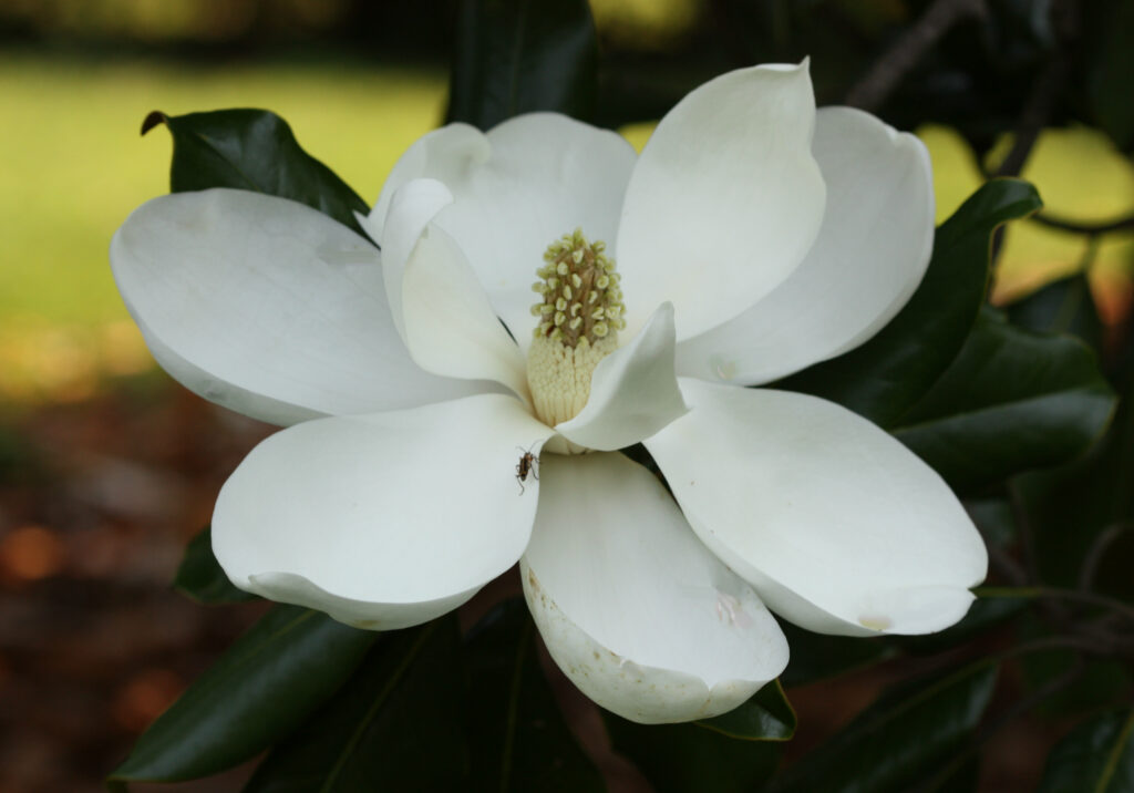 Southern magnolia flower