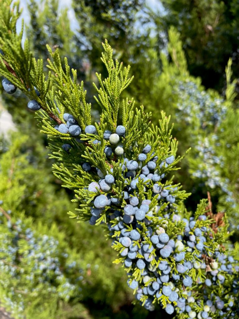 frosty blue berry-like cones on a female eastern red cedar