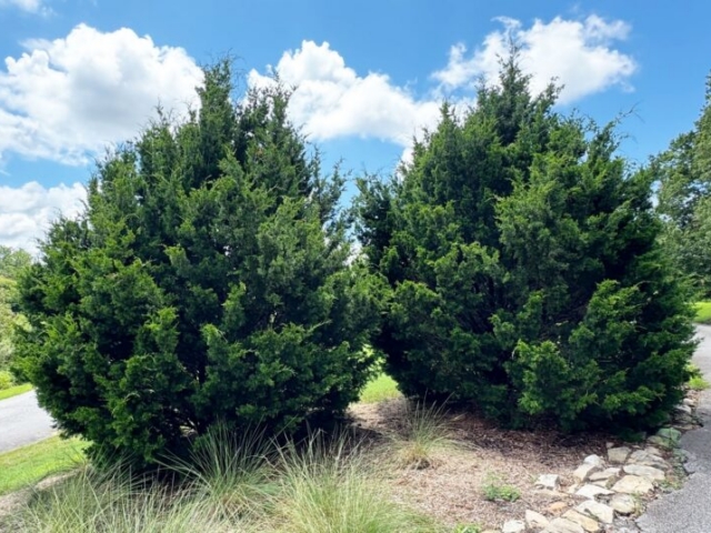 Juniper Southern red cedar (Juniperus virginiana)