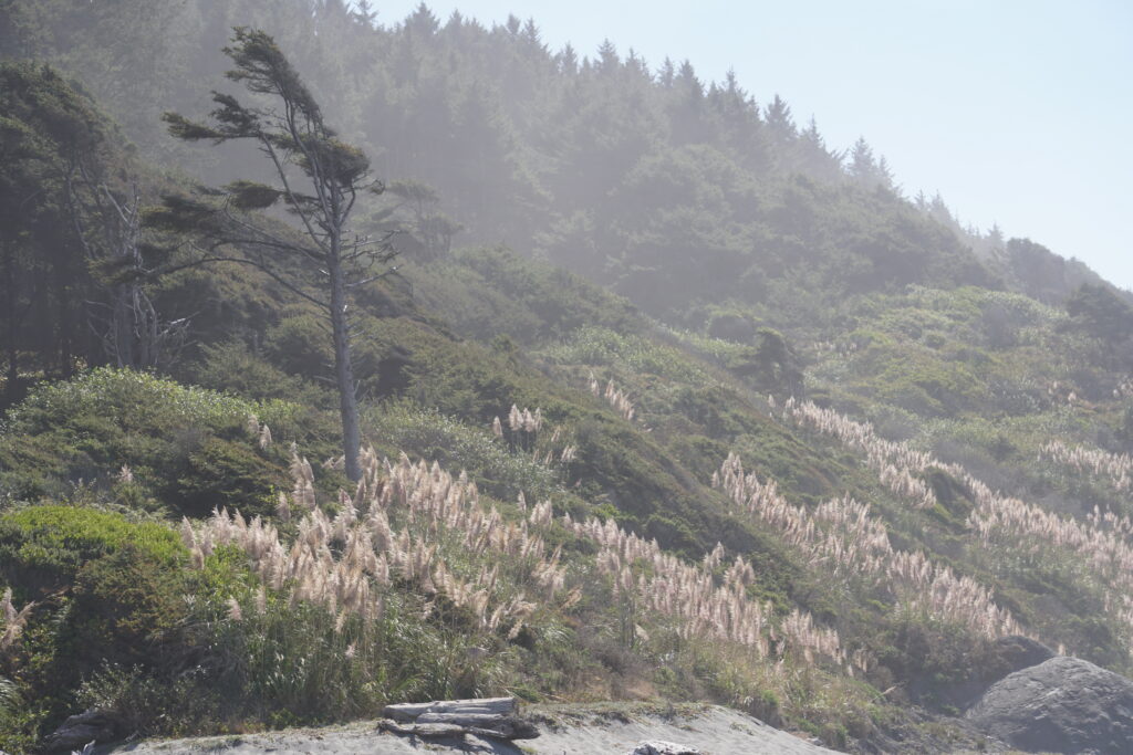 Pampas grass spreading in the landscape