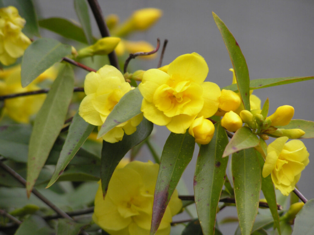 Yellow Jasmine Close up of the yellow flowers of Carolina jessamine