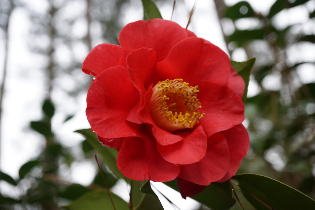 Camellia japonica 'Barbara Morgan'
