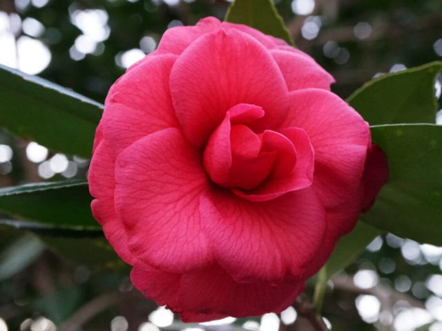 pink camellia