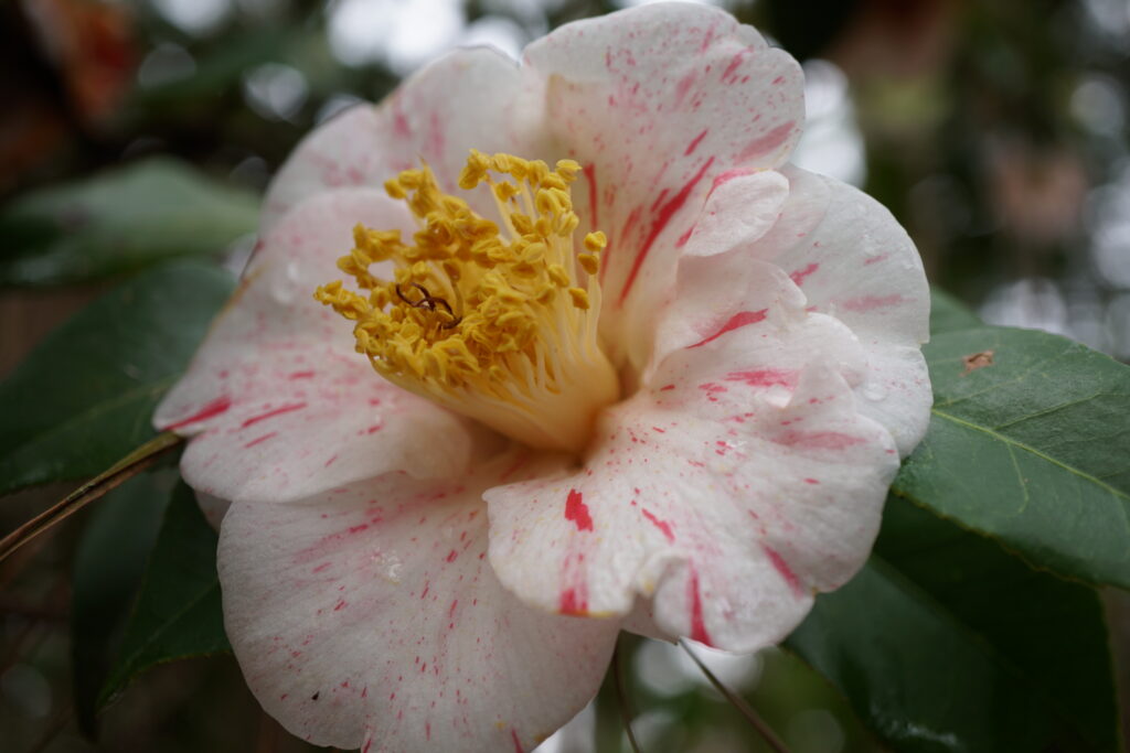 Camellia japonica 'Striped Seedling'