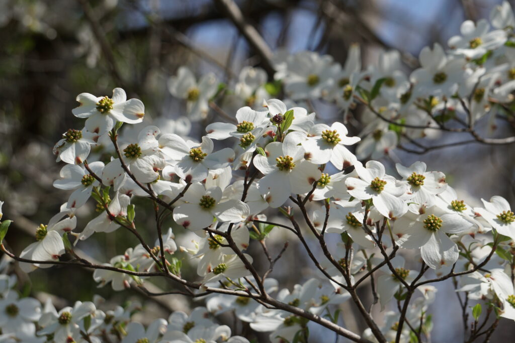 white dogwood flowers