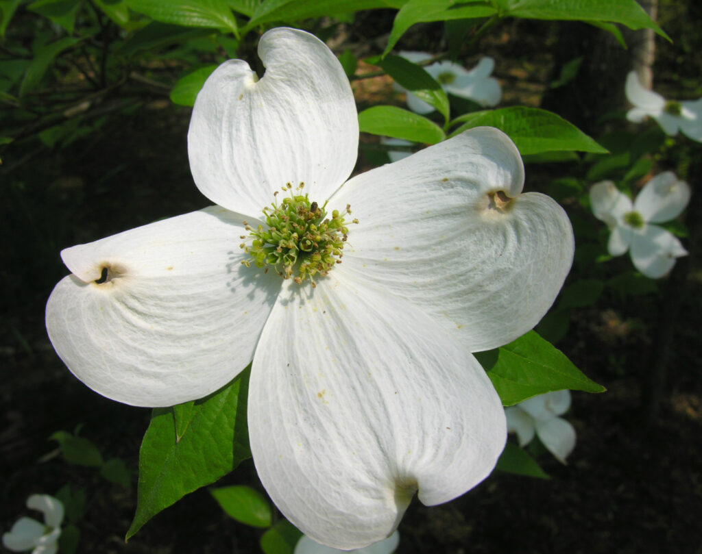 Close-up of a white dogwood flower