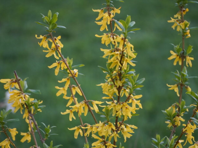 yellow flowers of Golden Bell plant