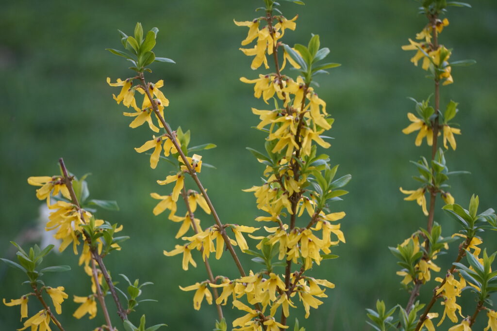 yellow flowers of Golden Bell plant