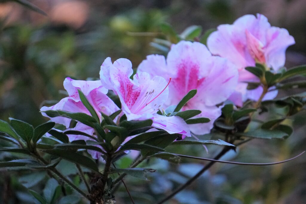 Rhododendron x 'Roblep' flowers