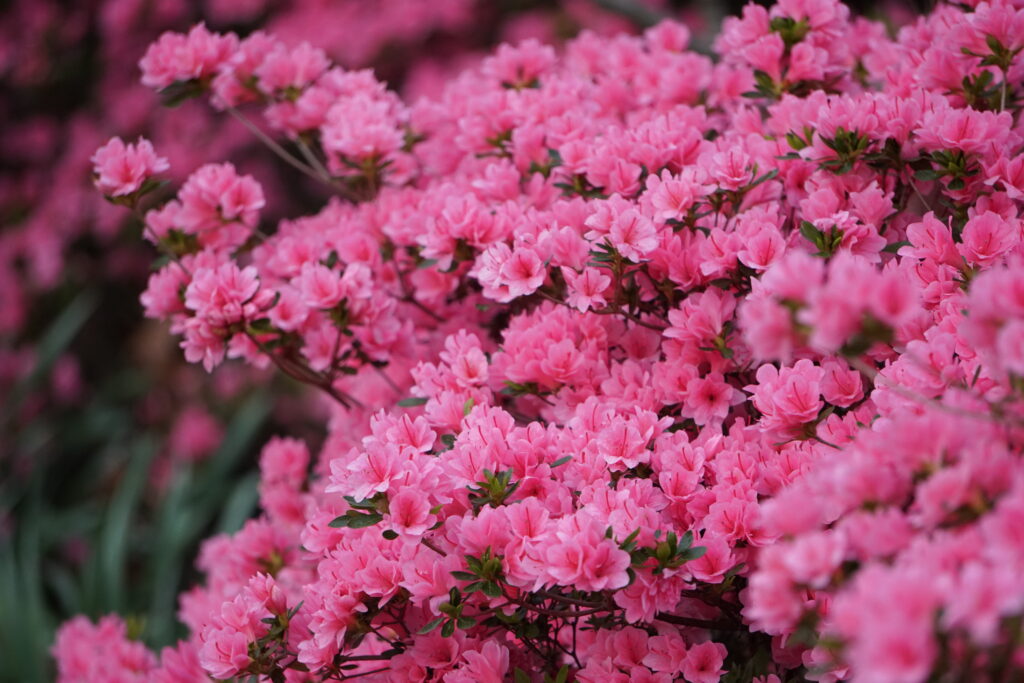 bright pink flowers of Rhododendron kurume 'Coral Bells'