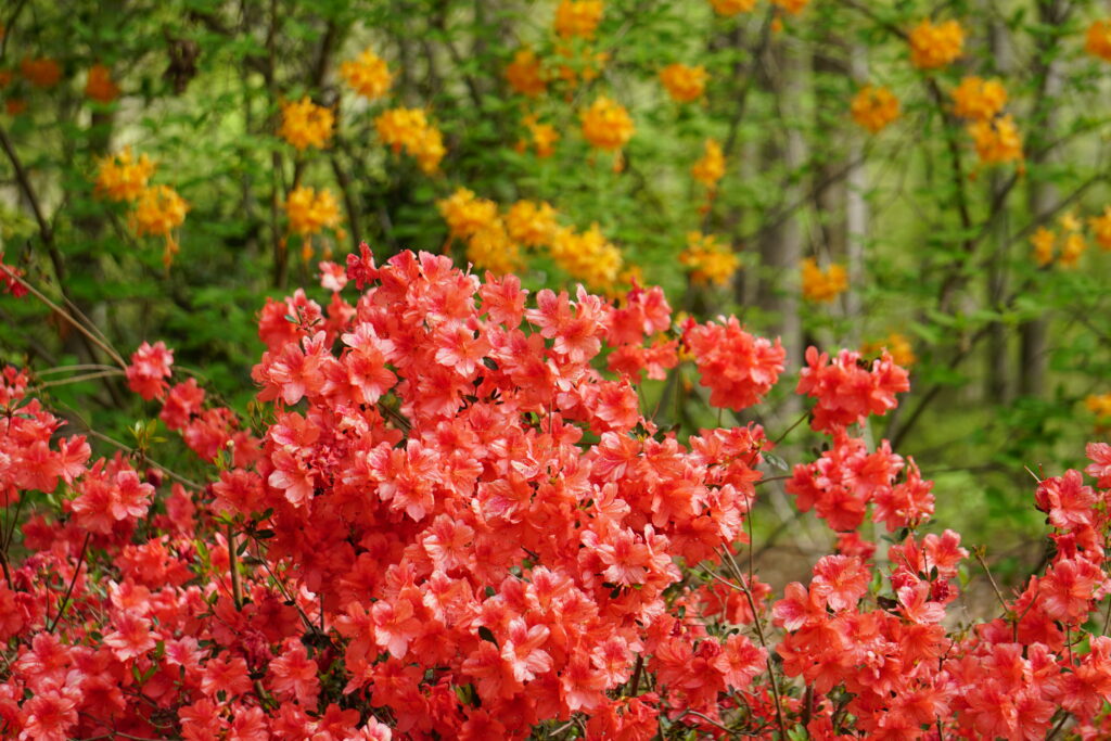 Flowers of the Fashion Azalea